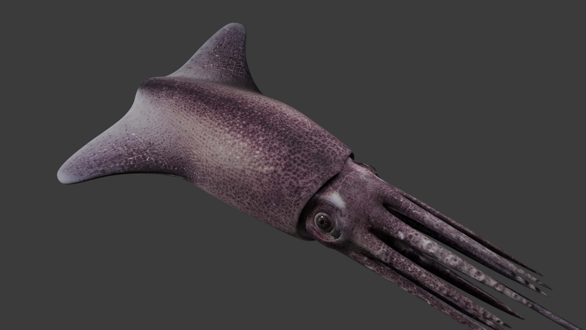 大王酸浆鱿3d模型/ Colossal Squid 3D model