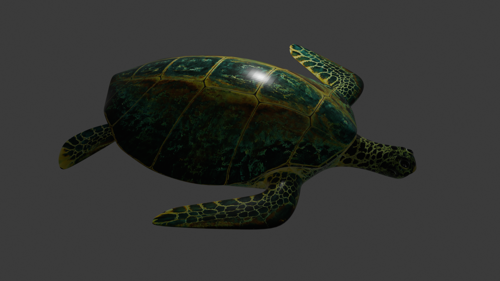 海龟/turtle/3d
